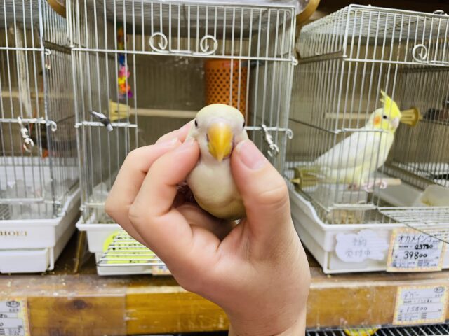 コザクラインコ（小桜インコ）