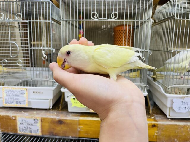 コザクラインコ（小桜インコ）