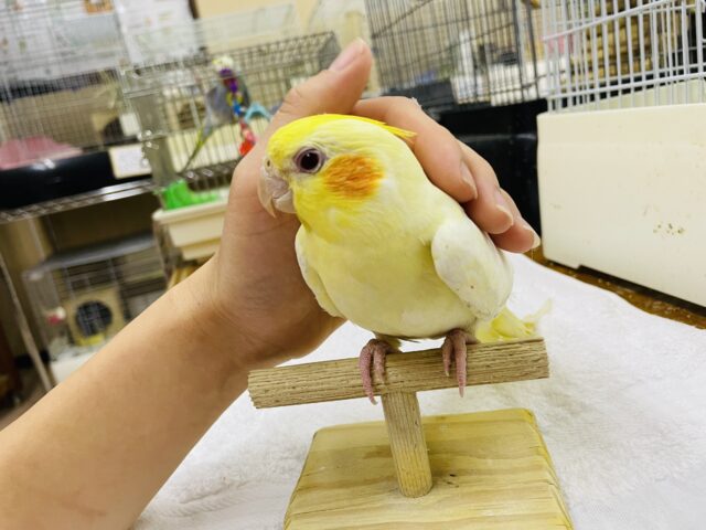 オカメインコ