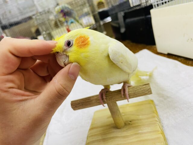 オカメインコ