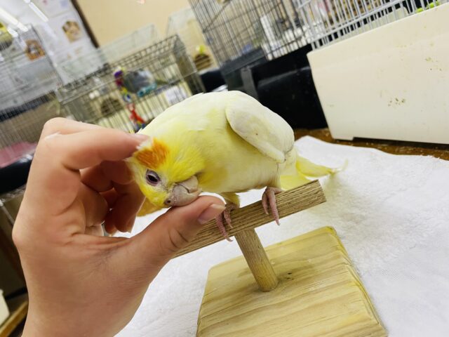 オカメインコ