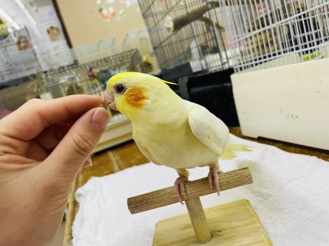 オカメインコ