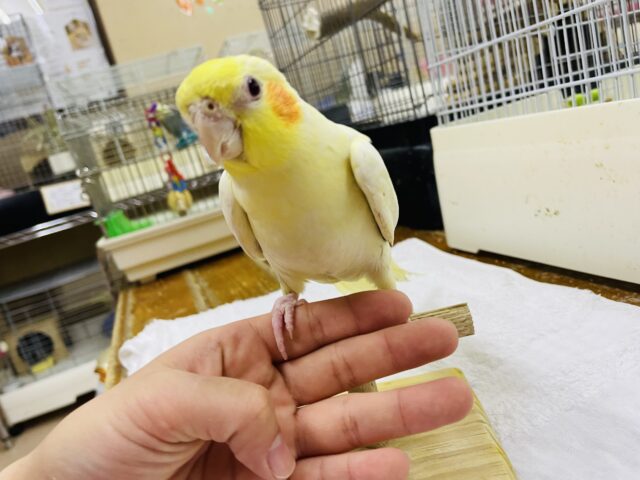 オカメインコ