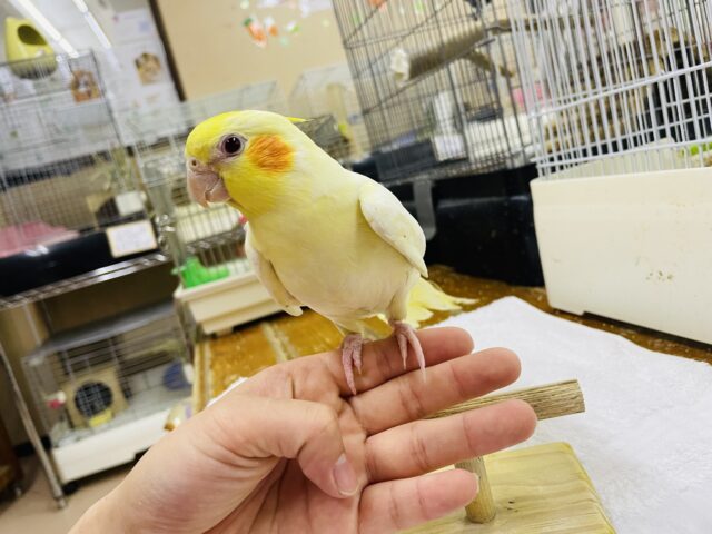 オカメインコ