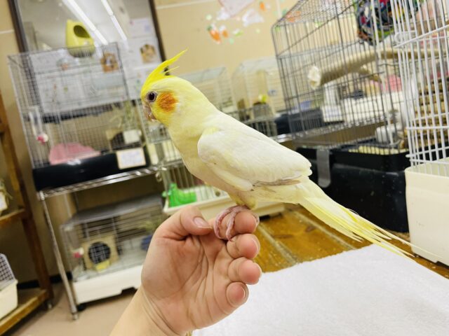 オカメインコ