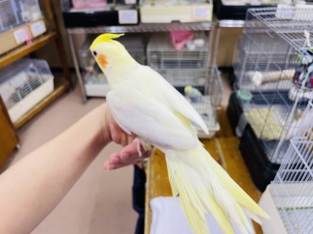 オカメインコ