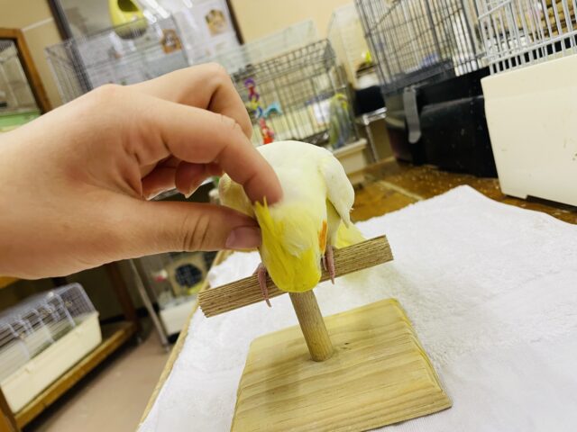 オカメインコ