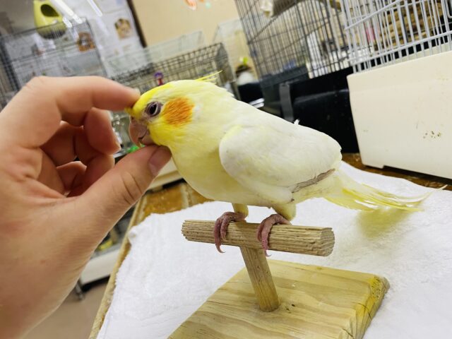 オカメインコ