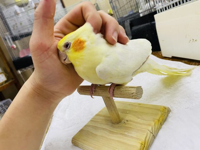 オカメインコ