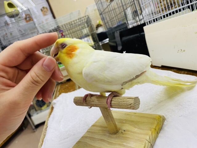 オカメインコ