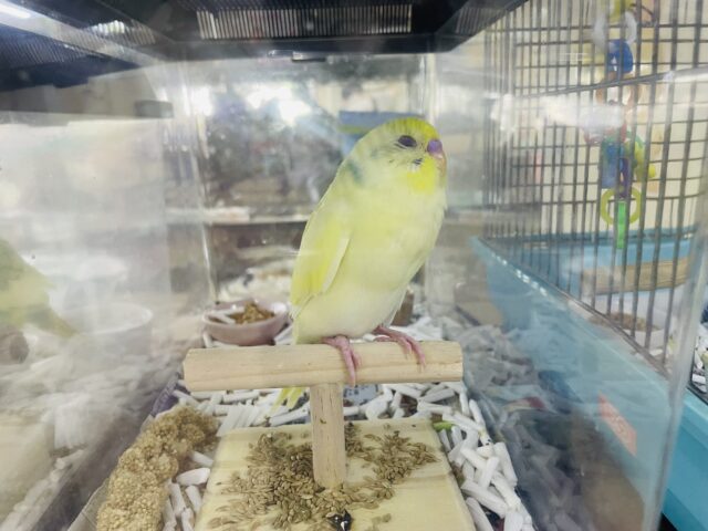 セキセイインコ