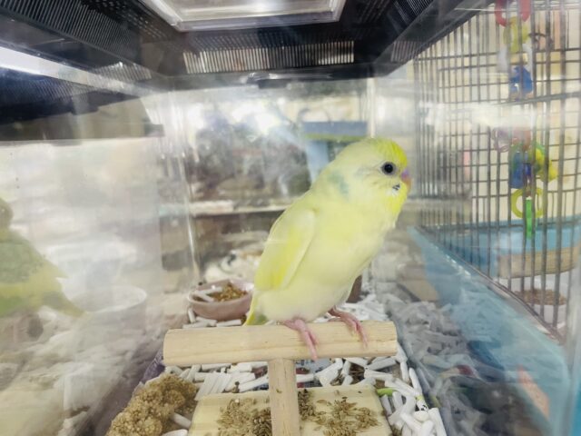 セキセイインコ