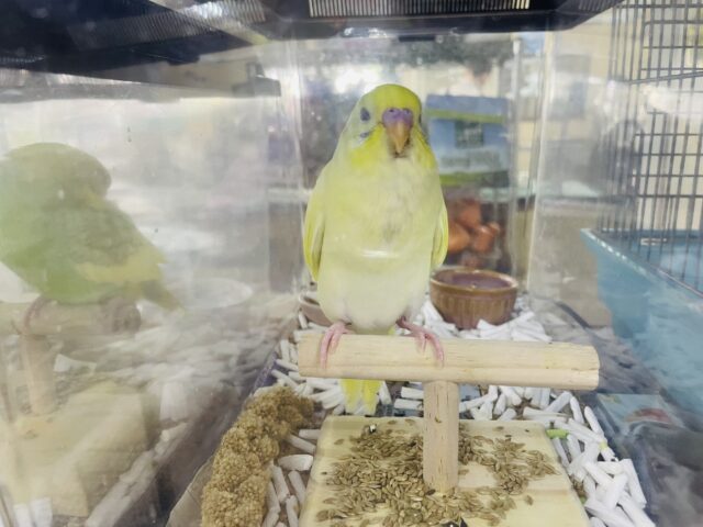 セキセイインコ