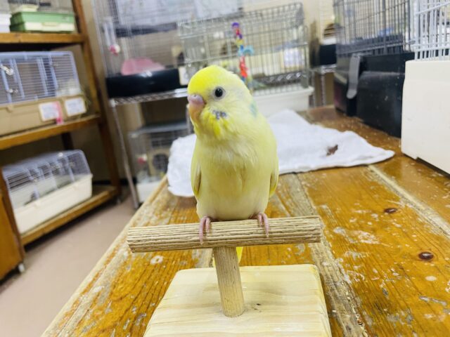 セキセイインコ