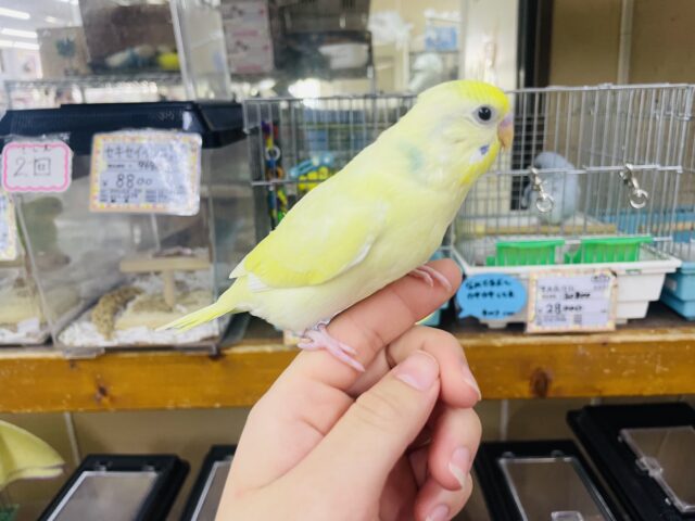 セキセイインコ