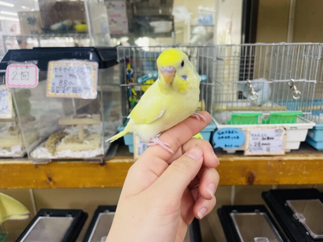 セキセイインコ