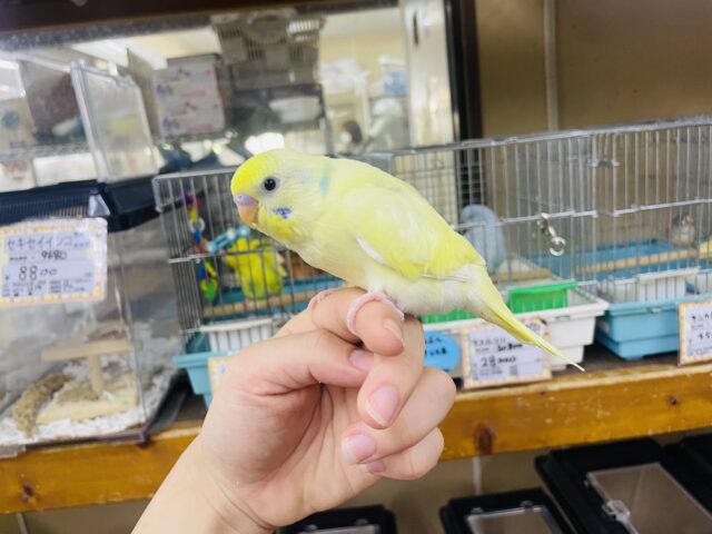 セキセイインコ