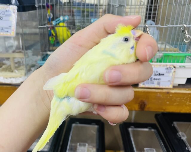 セキセイインコ