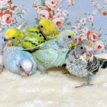 セキセイちゃん素敵カラーの子達が仲間入り♡