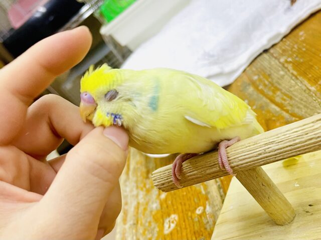 さし餌2回❣️最新画像🌟清色💛仄見える模様💛💛💛　セキセイインコ　パステルレインボーパイド　