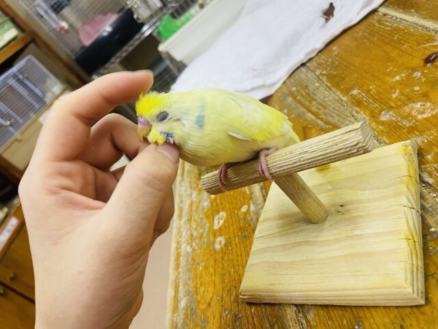 セキセイインコ