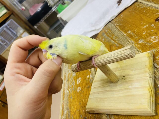 セキセイインコ