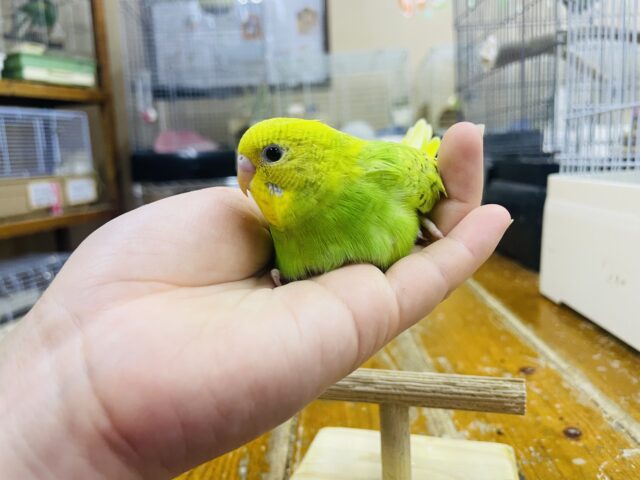 セキセイインコ