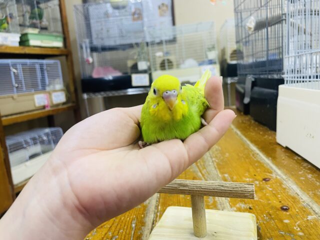 セキセイインコ