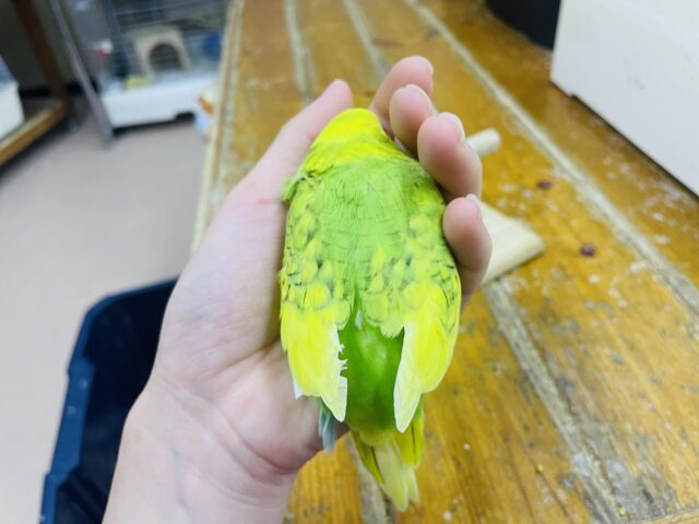 セキセイインコ