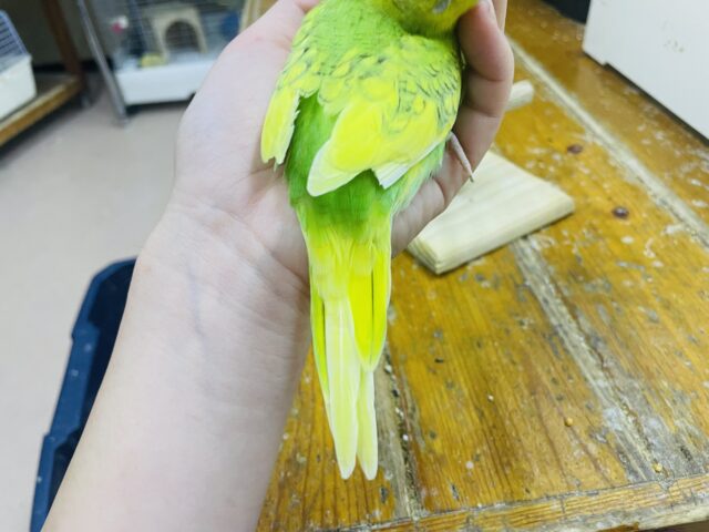 セキセイインコ