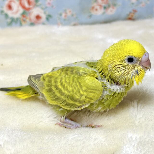 セキセイインコ