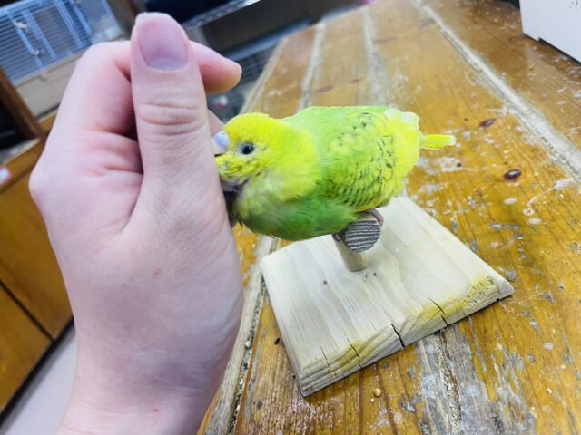 セキセイインコ