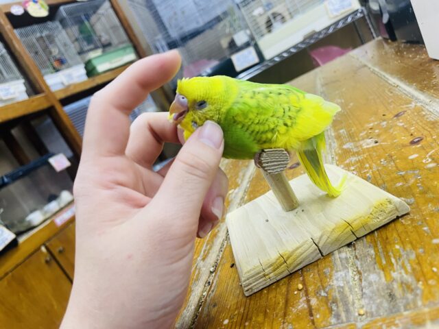 セキセイインコ