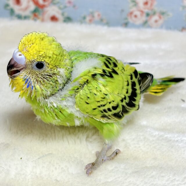 セキセイインコ