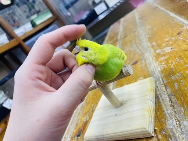 セキセイインコ