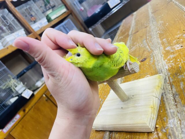 セキセイインコ