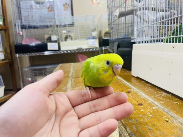 セキセイインコ