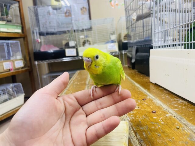 セキセイインコ