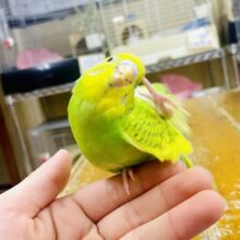 さし餌2回❣️最新画像🌟いとをかしげなりにてタケちゃん🍁🍁💛　セキセイインコ　スパングルパイド