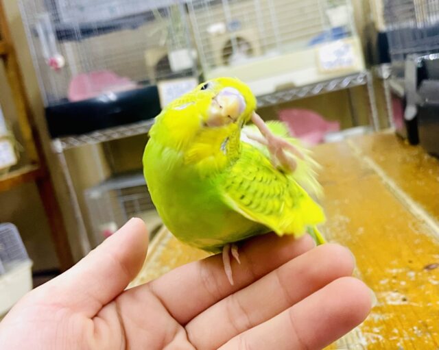 さし餌2回❣️最新画像🌟いとをかしげなりにてタケちゃん🍁🍁💛　セキセイインコ　スパングルパイド