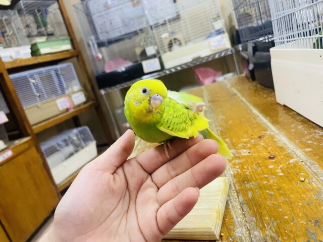 セキセイインコ