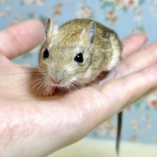 ジャイアントジャービル（オオスナネズミ）