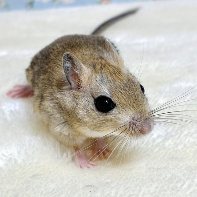 ジャイアントジャービル（オオスナネズミ）