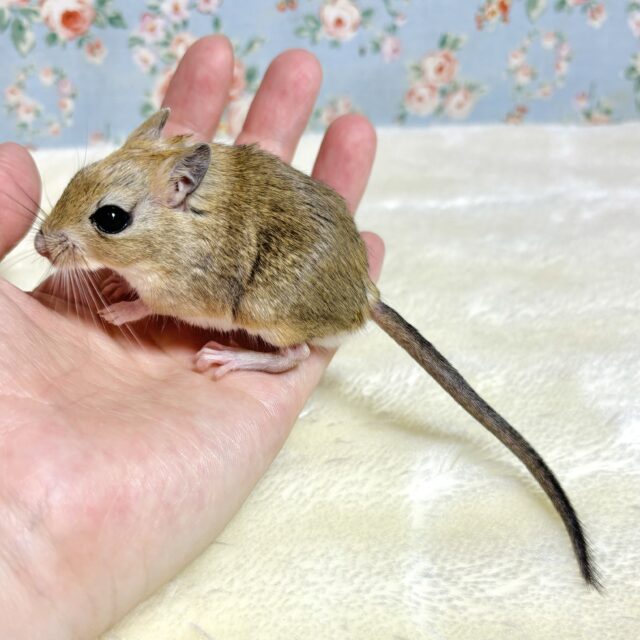 ジャイアントジャービル（オオスナネズミ）