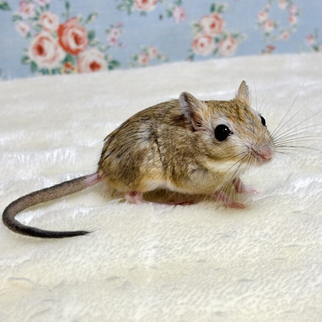 ジャイアントジャービル（オオスナネズミ）