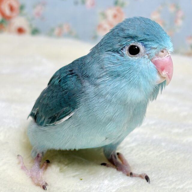 マメルリハ ブルー 女の子 ️🩵🦋♡∗*゚ マメルリハ