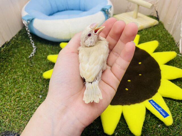 シナモン文鳥