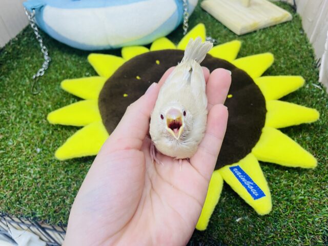 シナモン文鳥