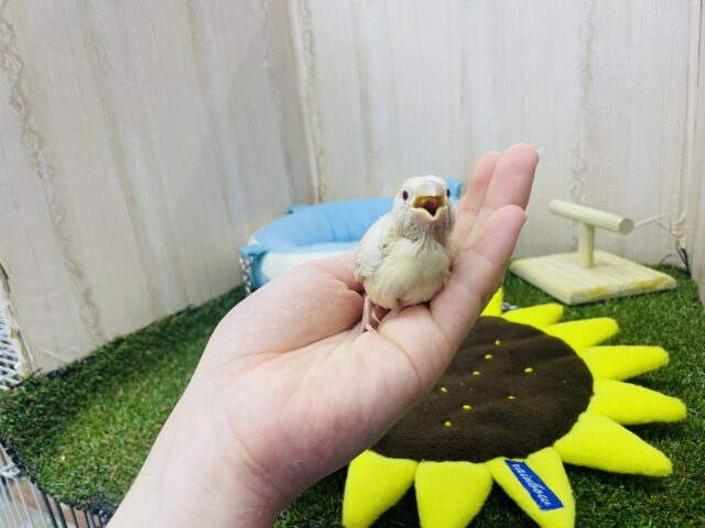 シナモン文鳥