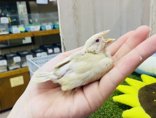 シナモン文鳥